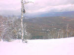 Sugarbush - Sugarbush   