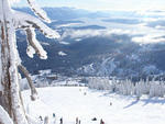 Schweitzer